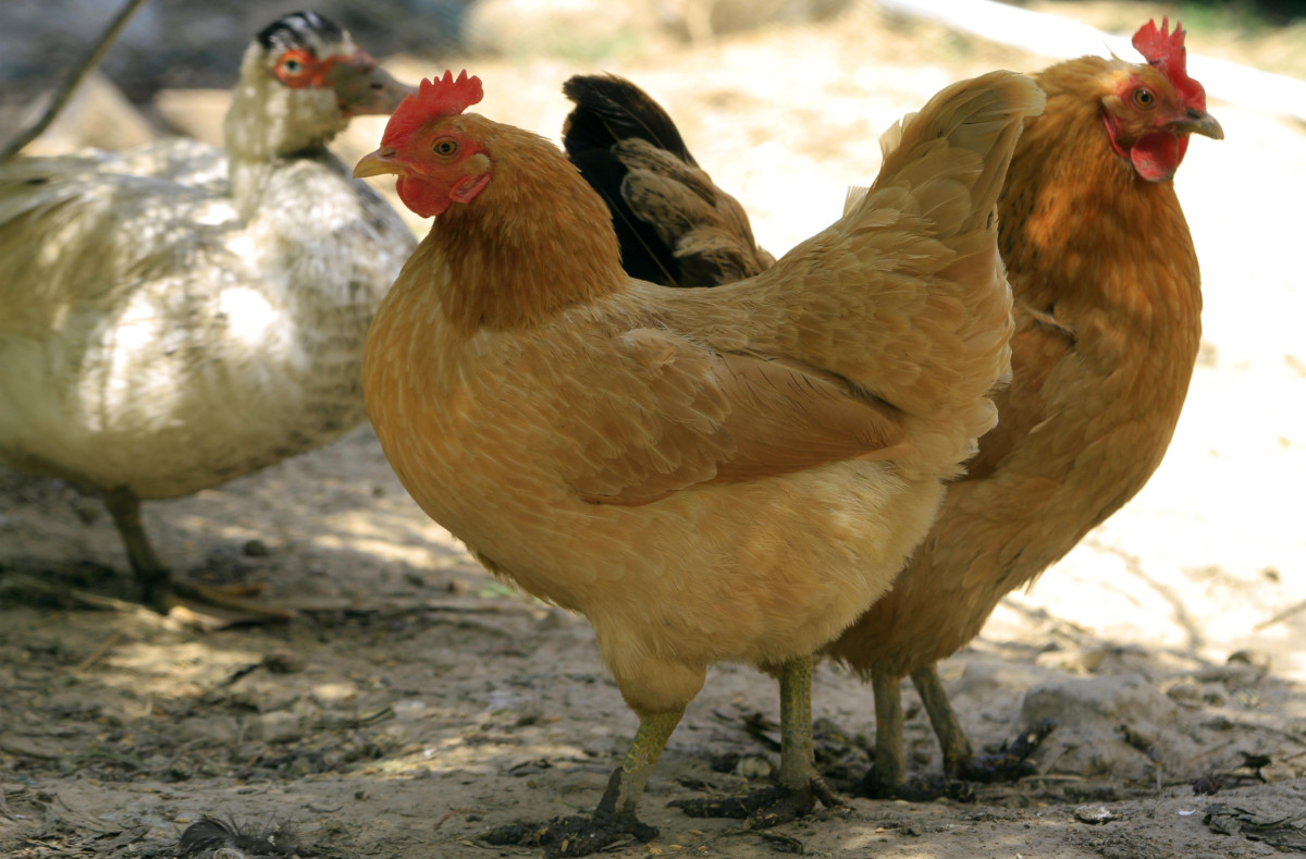 在自配饲料前一定要留意饲养规范的选择，必需依据所饲养鸡的种类...
