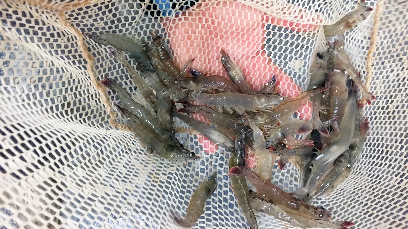 1ڼڵı仯תײӦ ʱʱȽֳ...