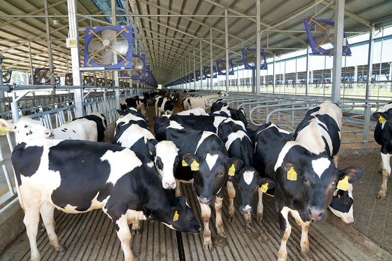 奶牛的饲养方法有哪些？奶牛的一般饲养管理技术
