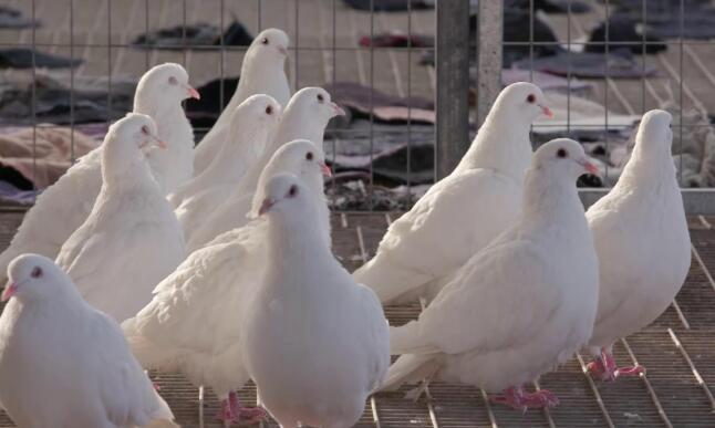 你知道如何饲养肉鸽吗？肉鸽在市场上占领了很大优势，养殖...