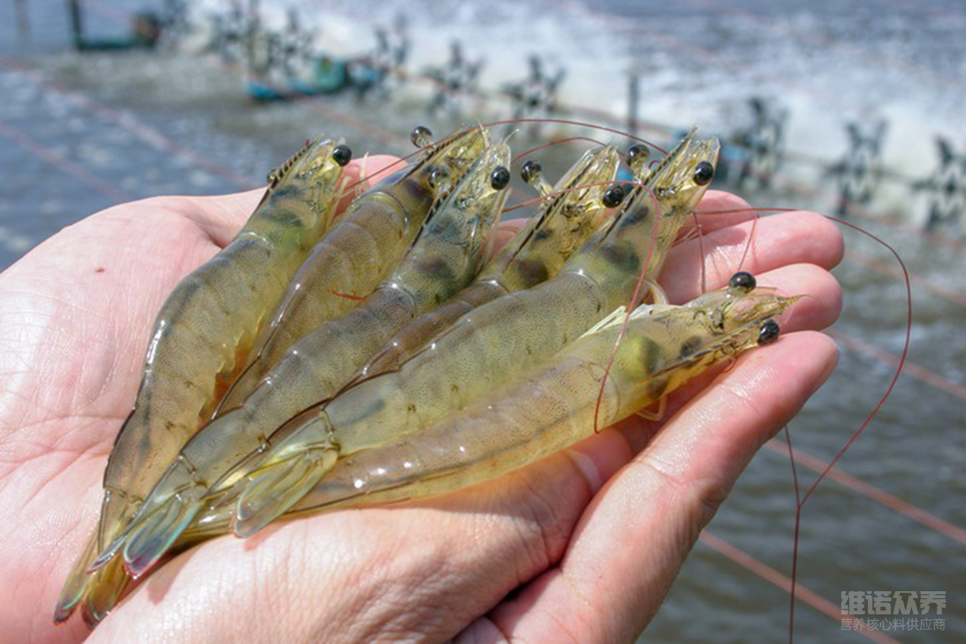 淡水虾的养殖需要哪些条件，对虾养殖技术方法