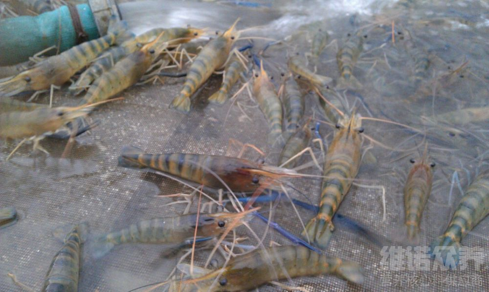 罗氏虾养殖怎么养，罗氏虾养殖的水质要求