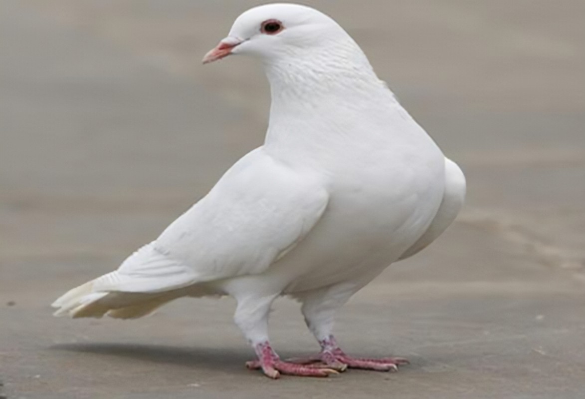 鲻ôιô