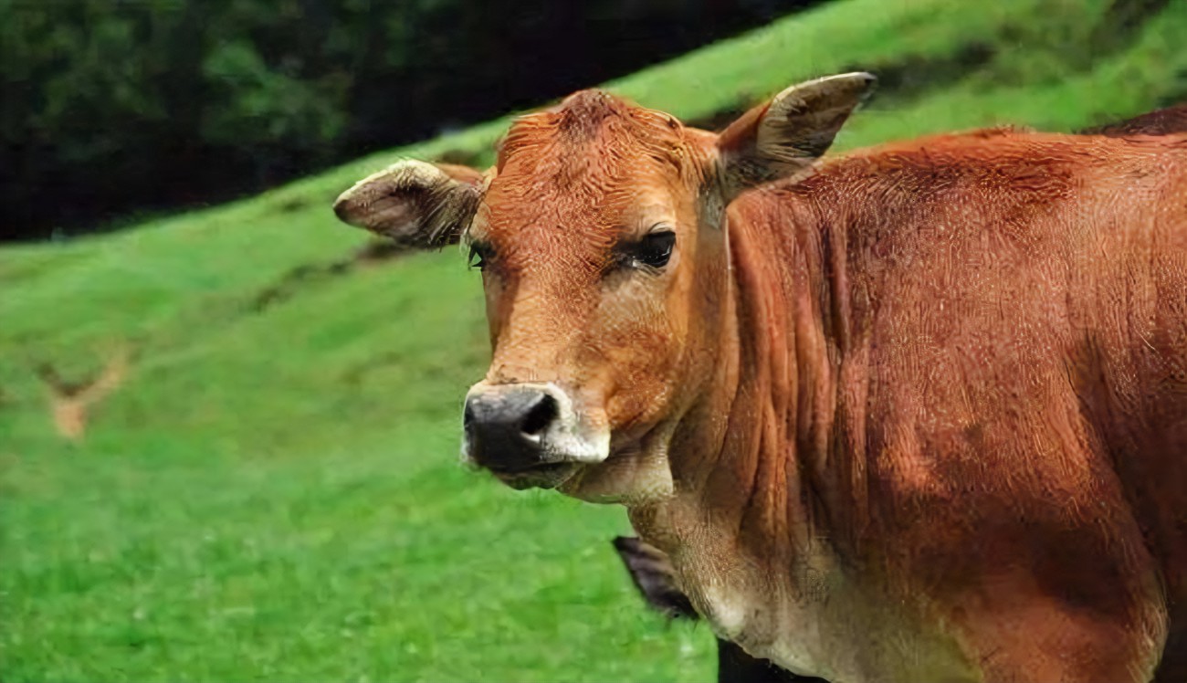 ţʲôʣ
