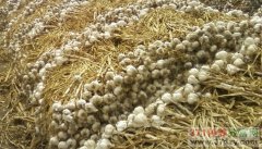 [农广天地]蒜种贮藏保鲜的方法