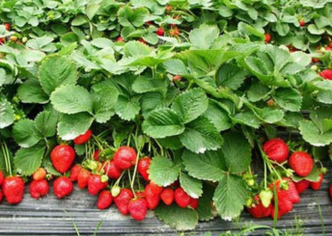 大棚草莓,无土栽培技术,亩产纯收入过万