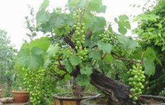[每日农经]一亩盆景葡萄卖出