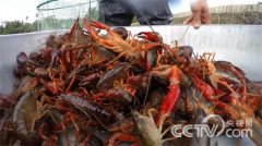 在海南，小龙虾很难养殖成功，很多人来投资，结果都是以失败告终...