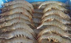 南美白对虾是世界上养殖产量最高的三大虾类之一。南美白对虾人工养殖生长速度快，60天即可达上市规格。根据环境条件的不同，可采用主养、混养、套养等不同的养殖模式，目的...
