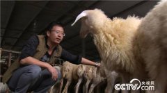 本在义乌开了一家商贸公司的赖雪峰，2013年带着一百多万回到老家养羊创业，令他没想到的是，养羊三年，三次建场，两次搬迁，赖雪峰几乎绝望轻生...
